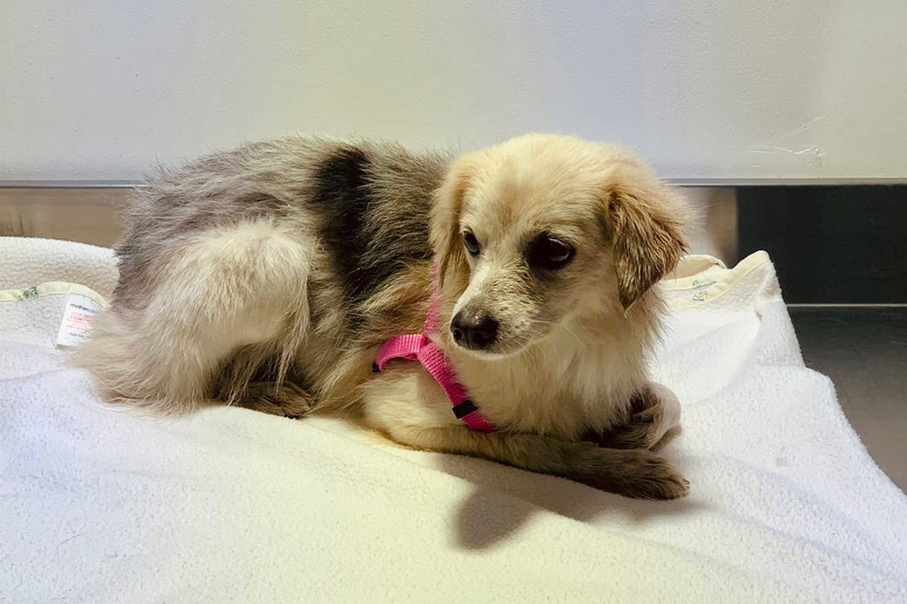 F1バーレーンGP：FP2に乱入した犬は動物救助センターによって保護